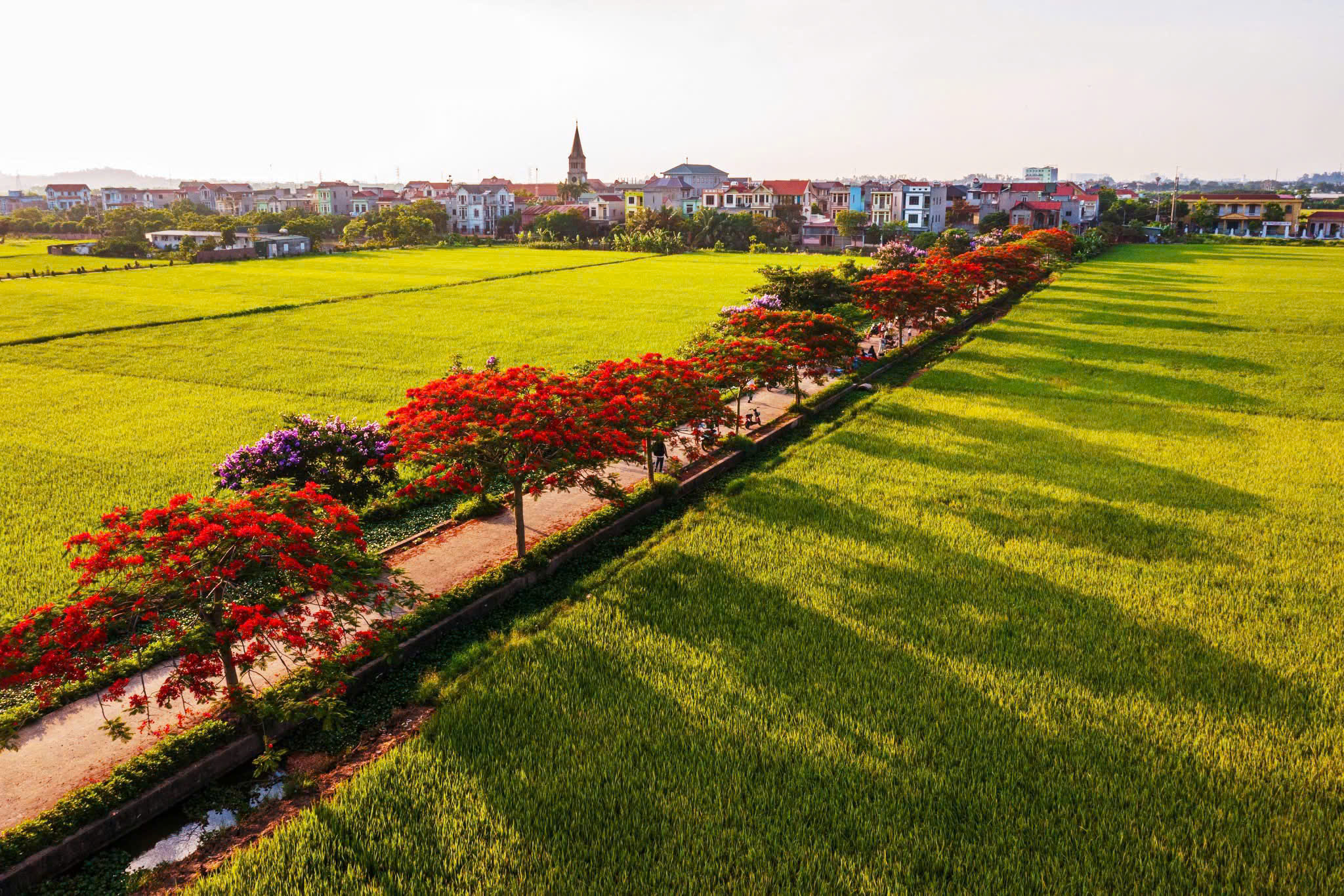 Đường hoa Đức Mẹ Nam Viên, nơi đức tin nở hoa giữa cánh đồng quê